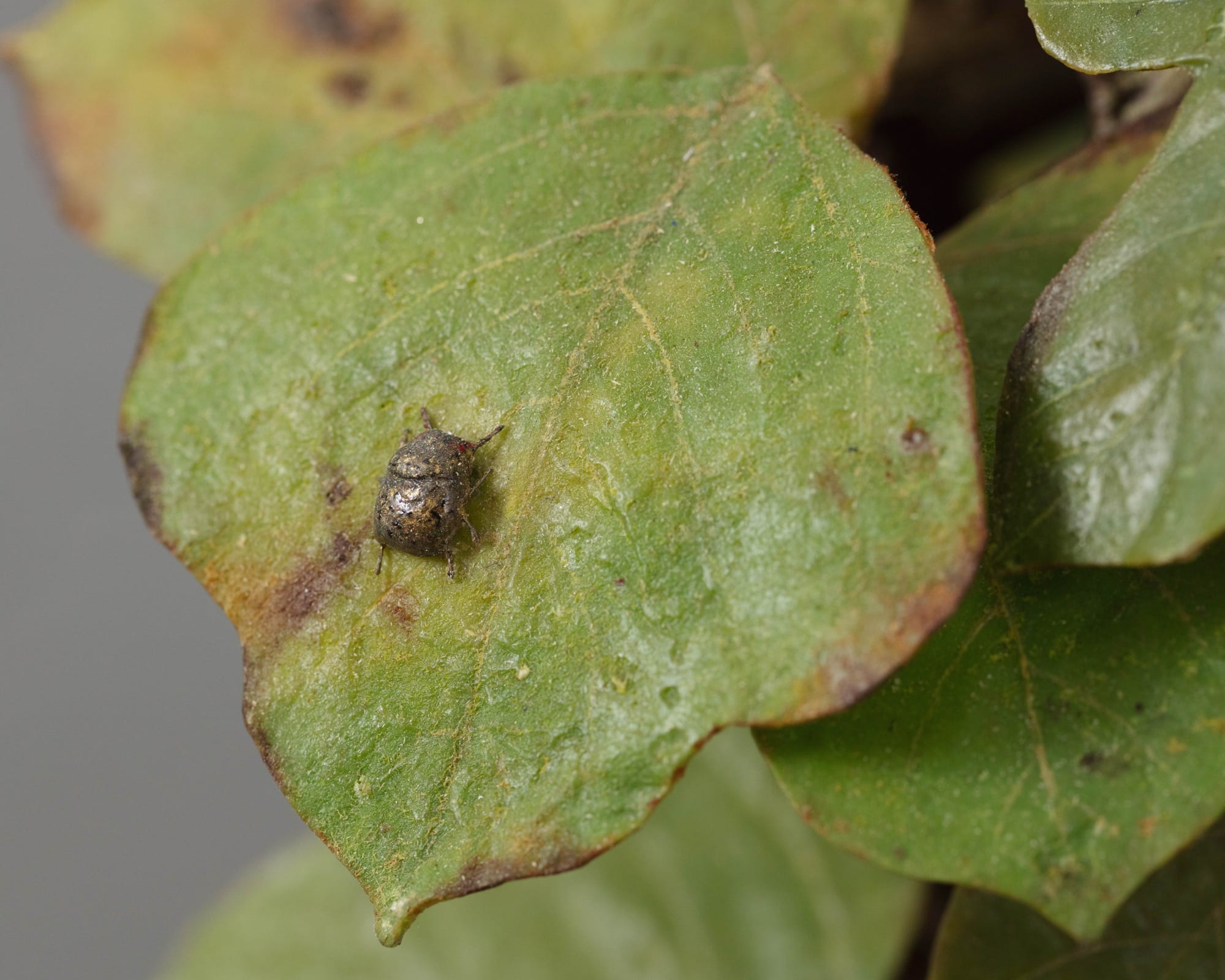 a detail image of an insect on a kudzu leaf