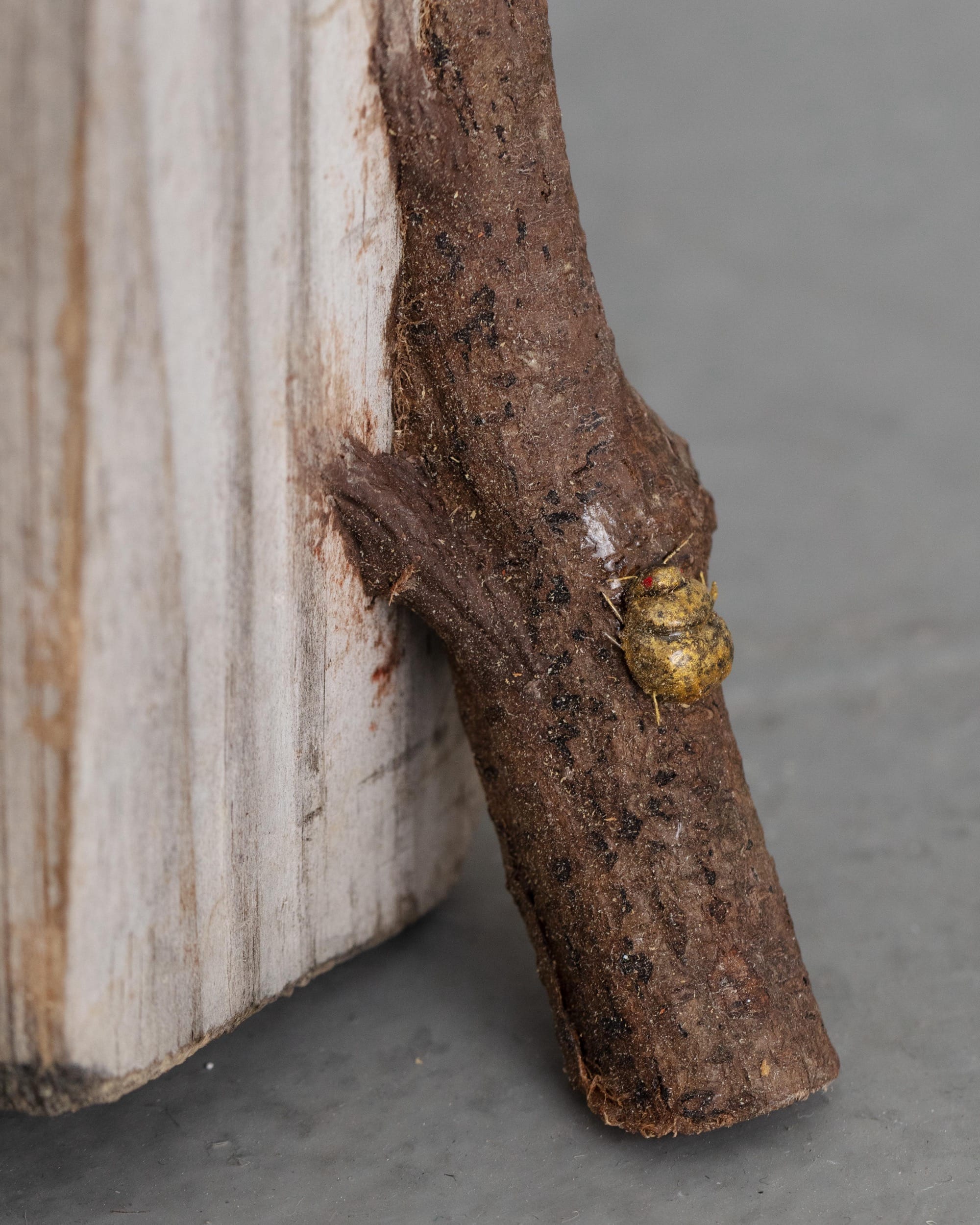 a detail image of a branch emerging from a piece of wood by Joyce Lin