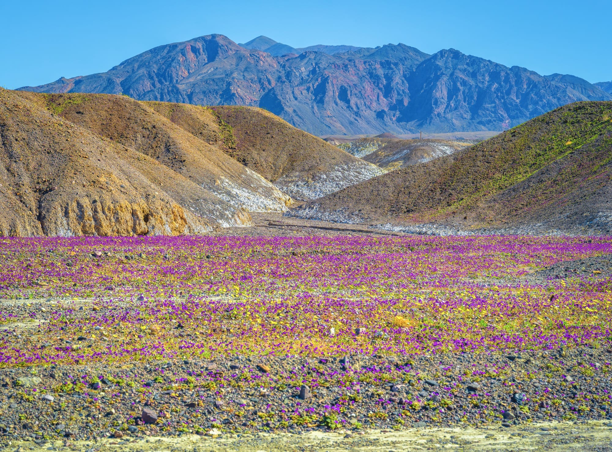 A wildflower superbloom in Death Valley National Park, California