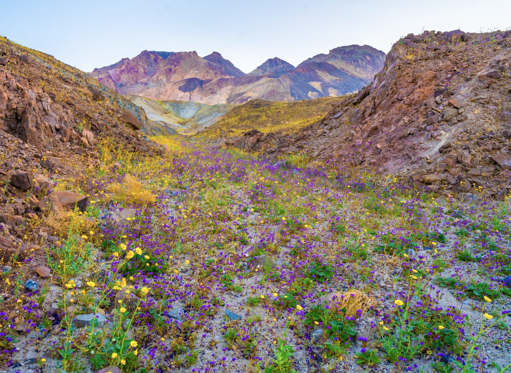 A wildflower superbloom in Death Valley National Park, California