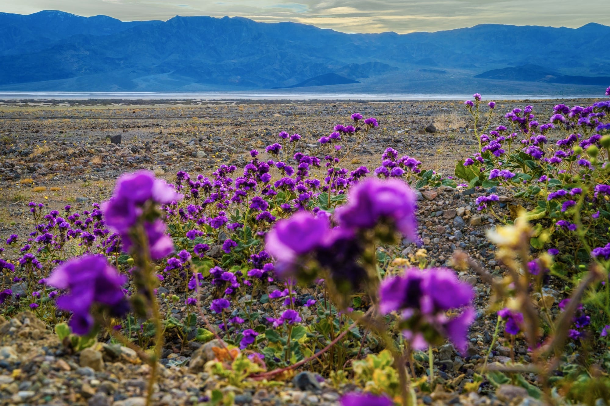 A wildflower superbloom in Death Valley National Park, California