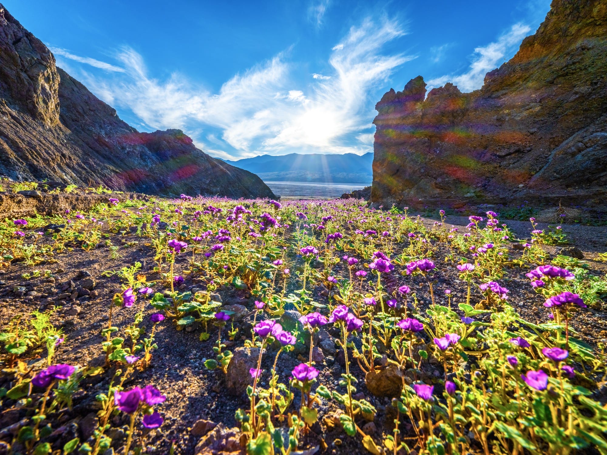 A wildflower superbloom in Death Valley National Park, California