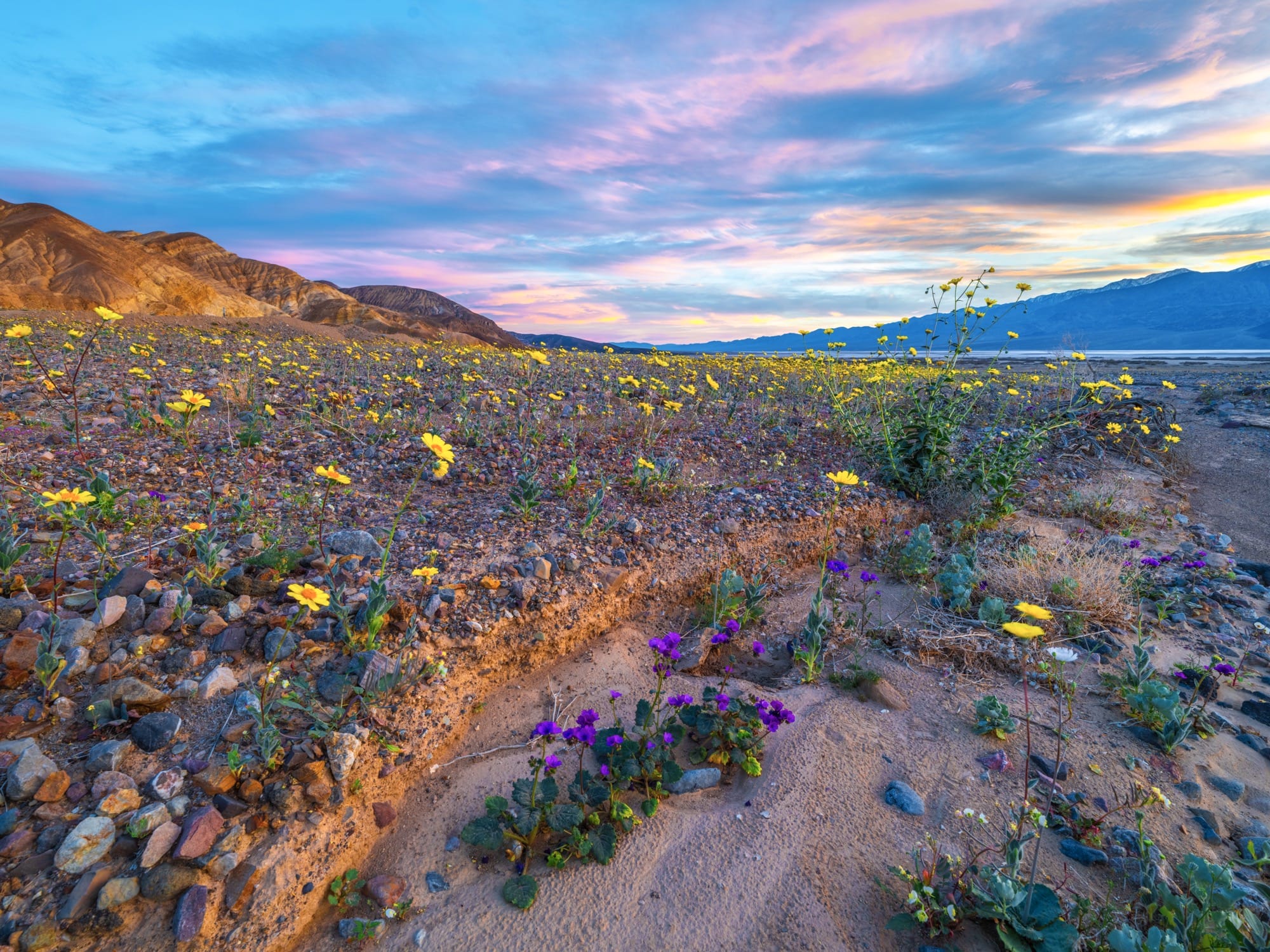 A wildflower superbloom in Death Valley National Park, California