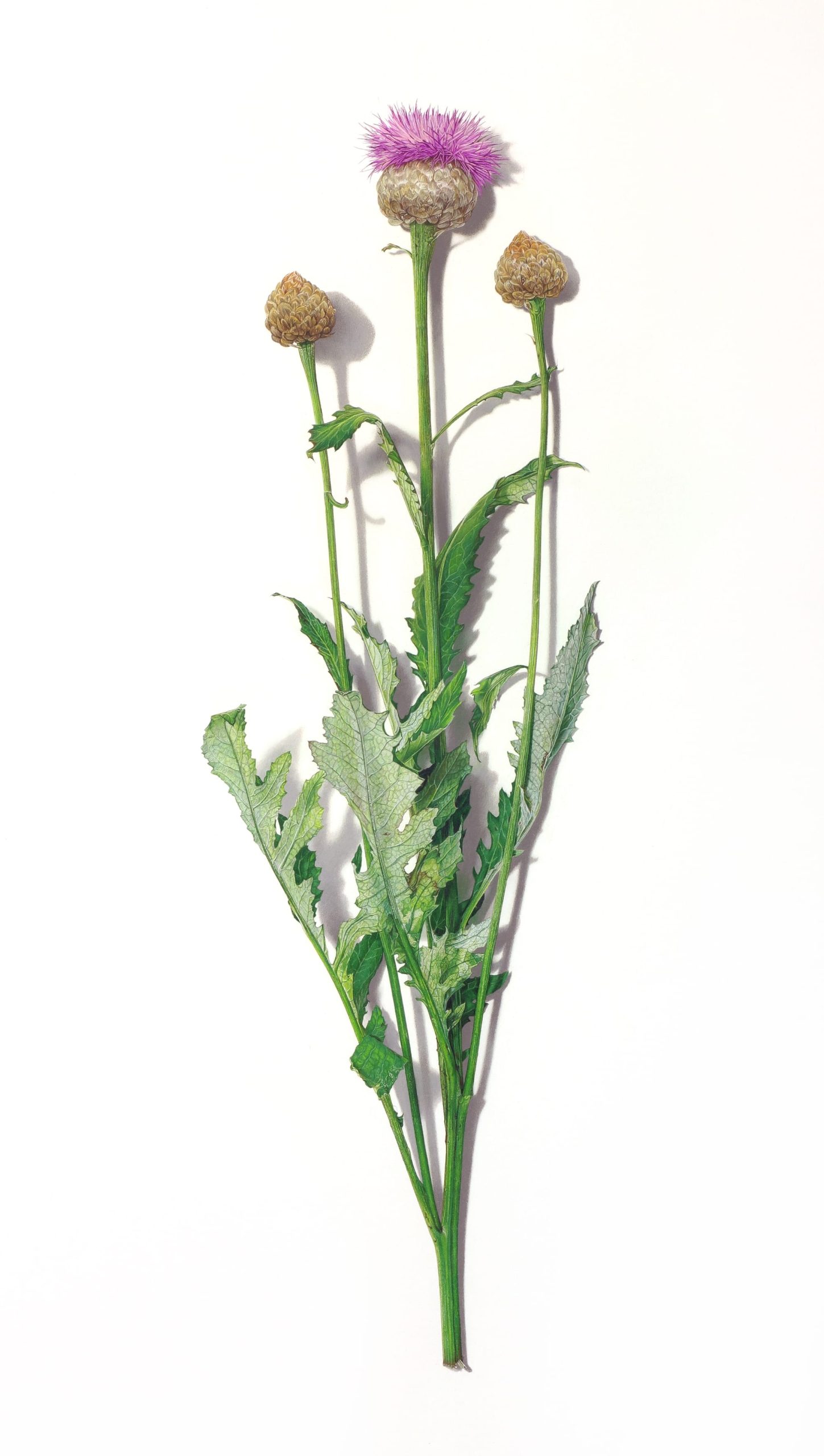 a purple thistle flower with long stems by David Morrison