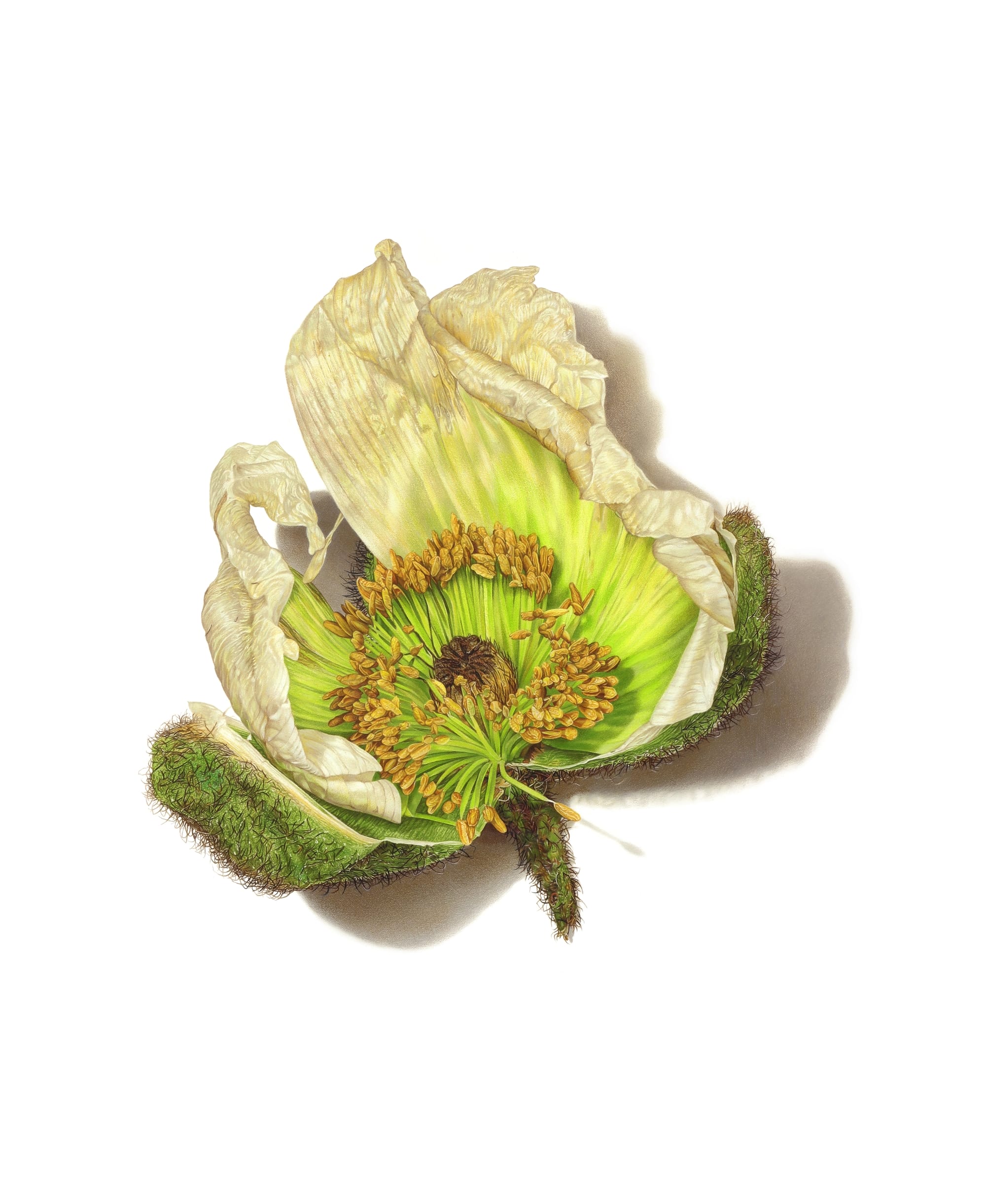 a green and white flower by David Morrison