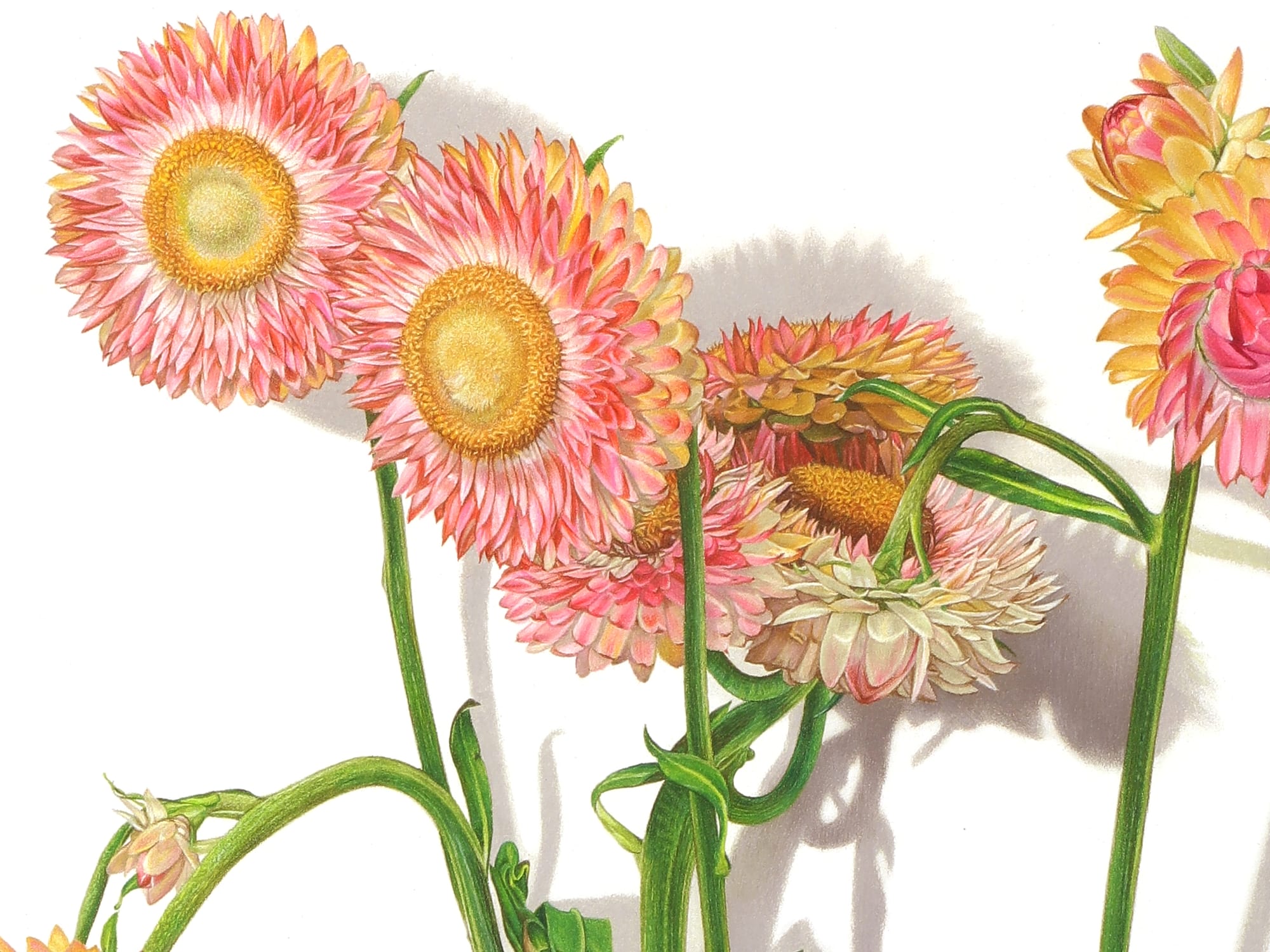 a detail of pink flowers by David Morrison