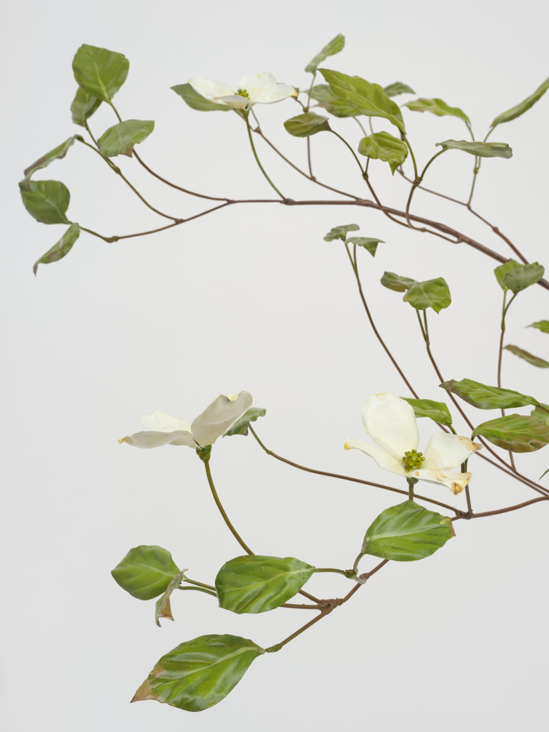 a detail image of a branch with leaves and small white flowers by Alvaro Urbano