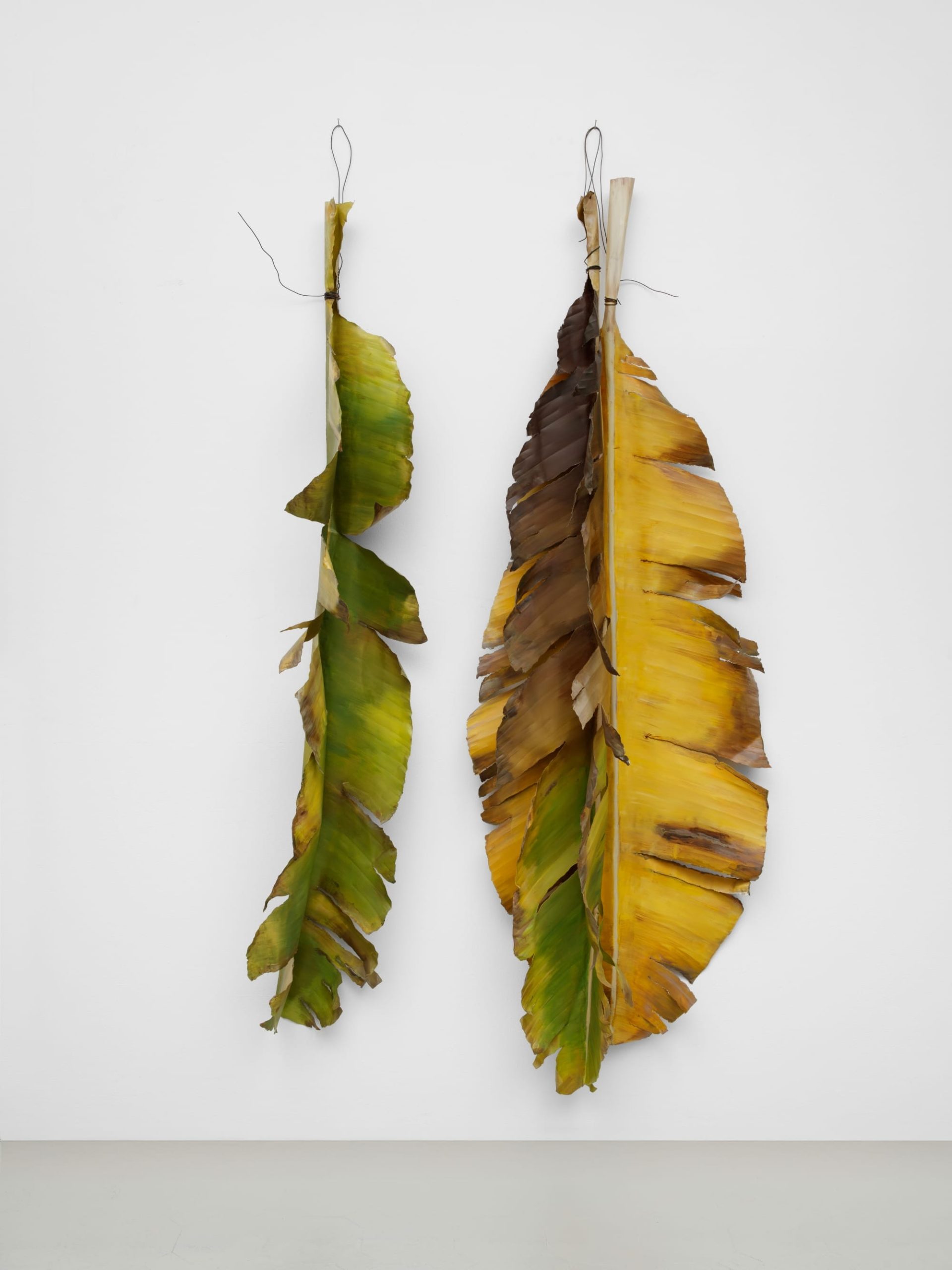 two large suspended leaf sculptures by Alvaro Urbano that appear to be dying and turning brown and yellow. both are suspended upside down on a wall