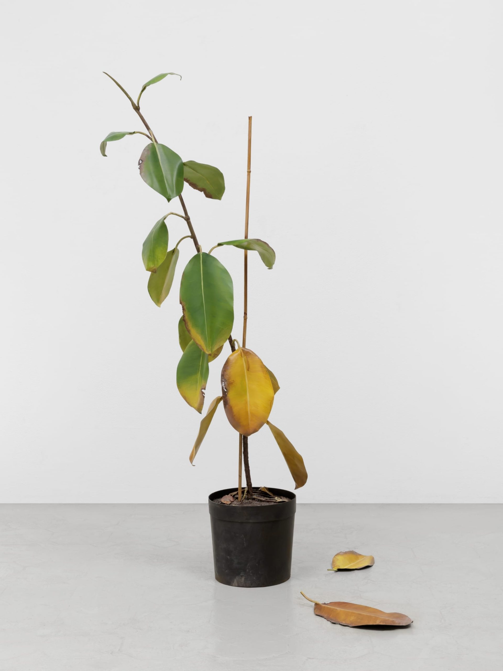 a potted plant sculpture by Alvaro Urbano with yellowing leaves and two dropped on the floor