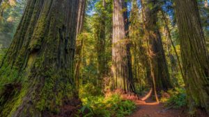 Worth More Standing — The Value of Old-Growth Forests