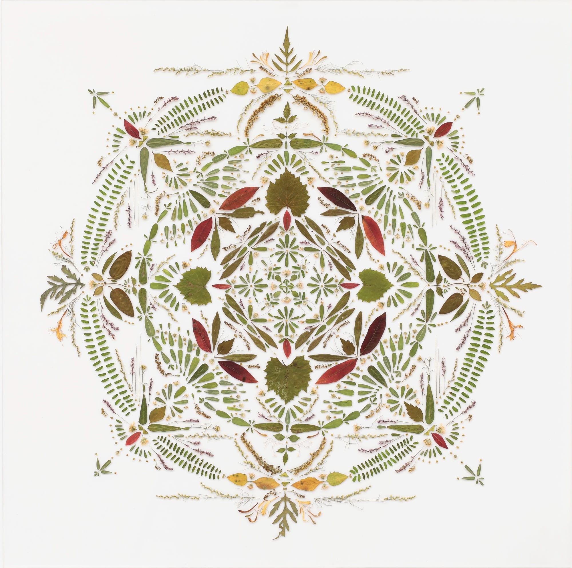A mandala-like composition of flower petals and leaves