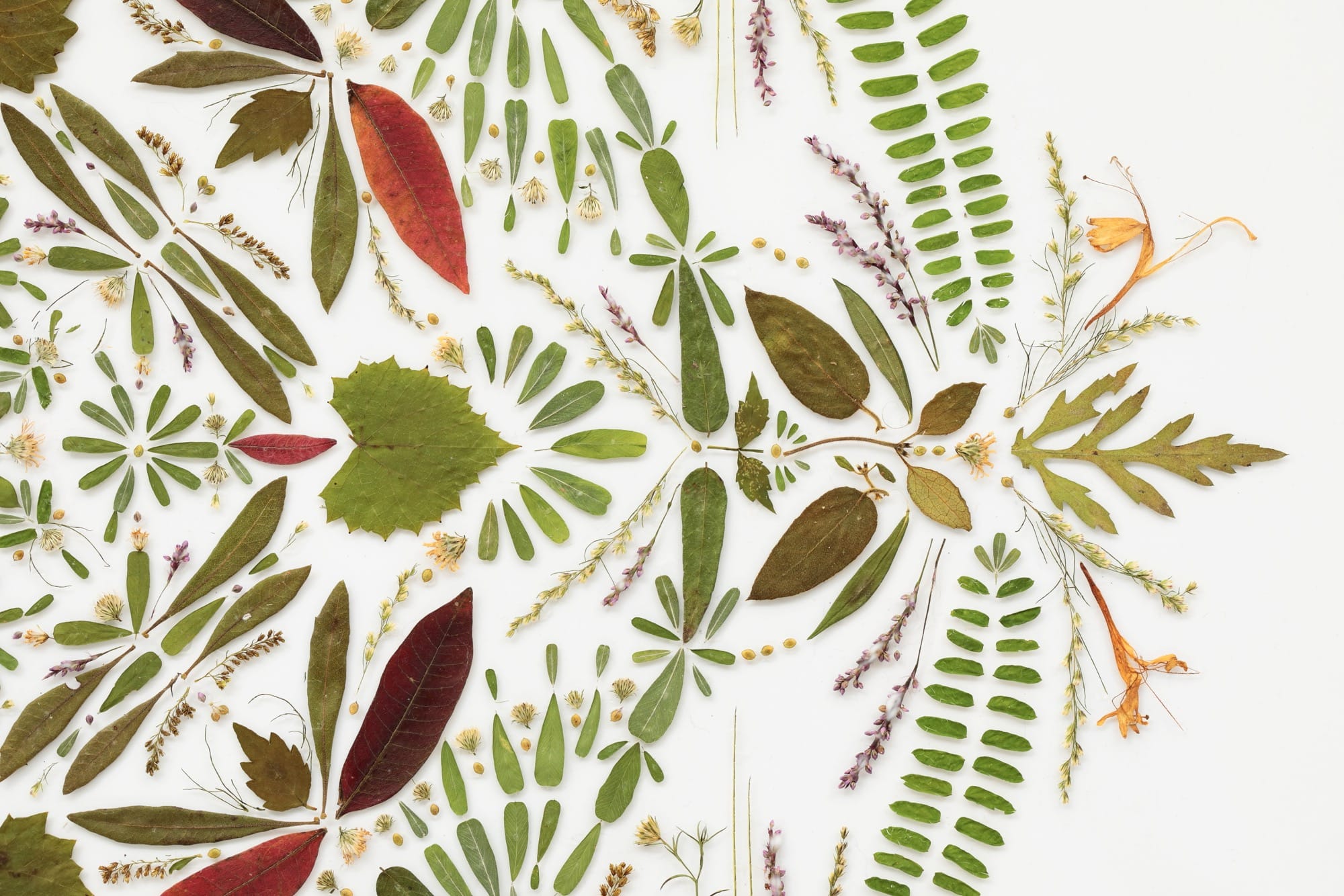 A detail of a mandala-like composition of flower petals and leaves