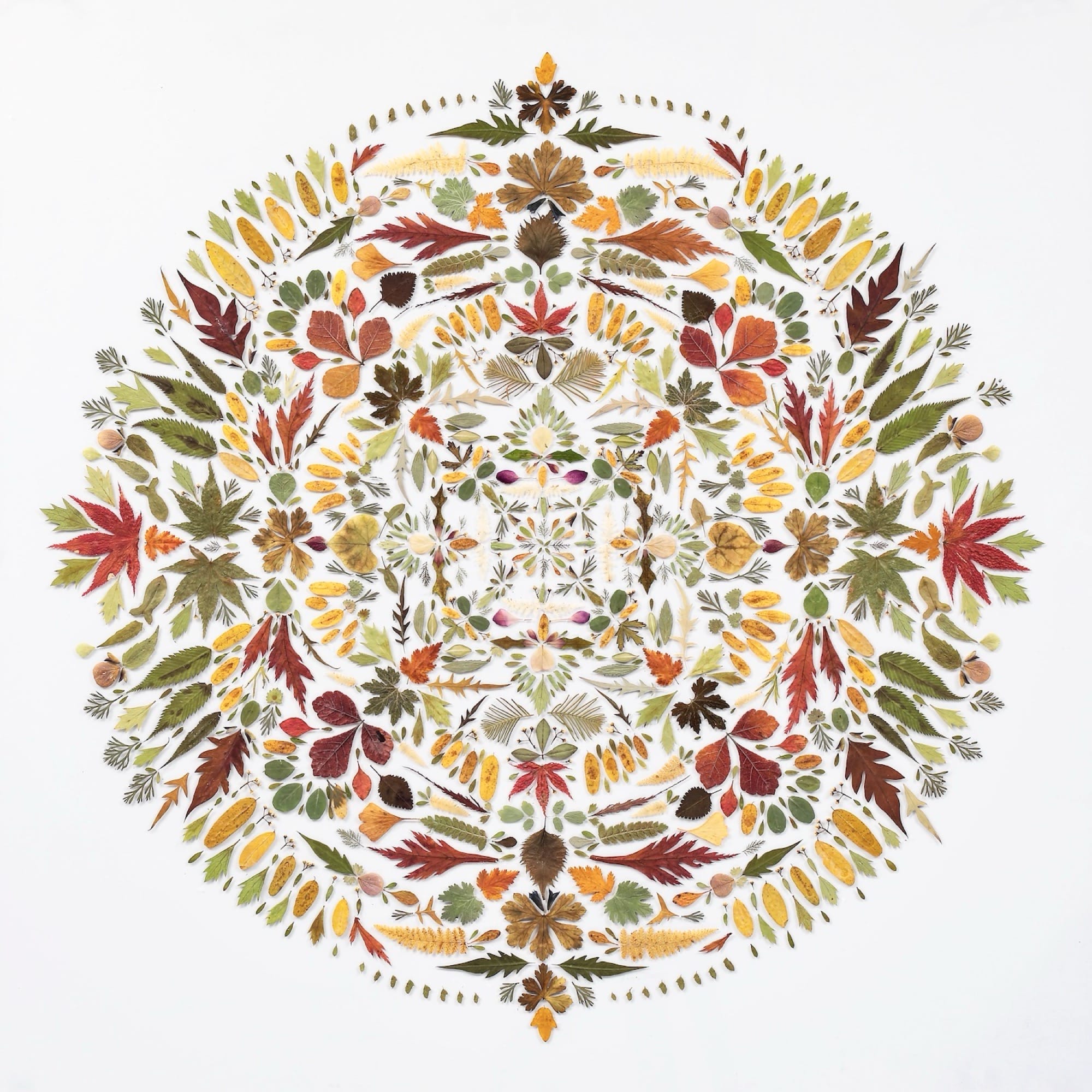 A mandala-like composition of flower petals and leaves