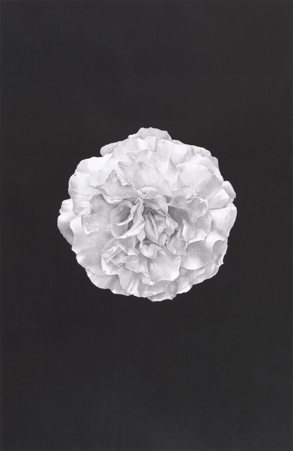 a vertical, detailed, realistic depiction of a carnation in graphite