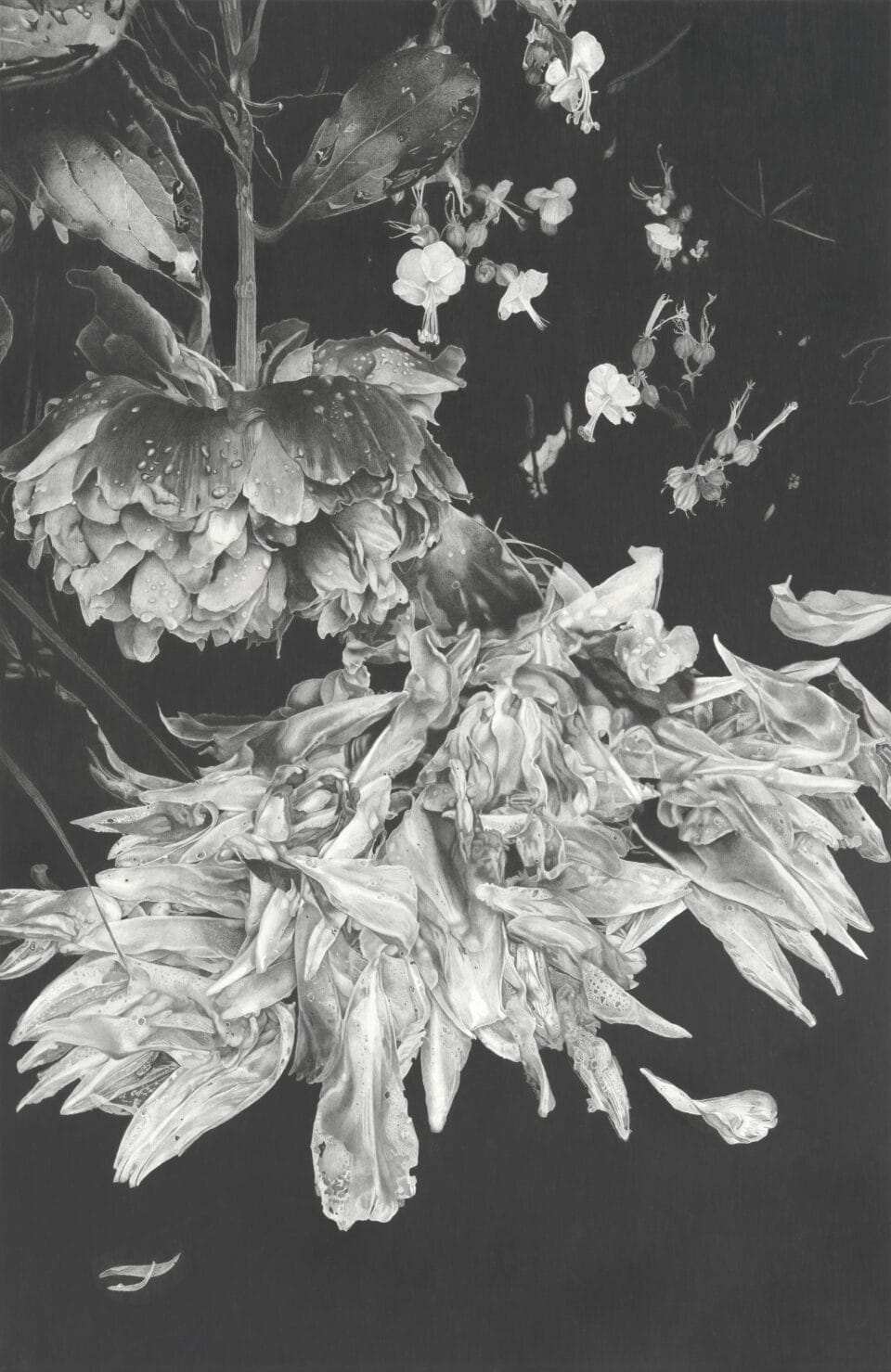 a vertical, detailed, realistic depiction of ruffled flowers in graphite