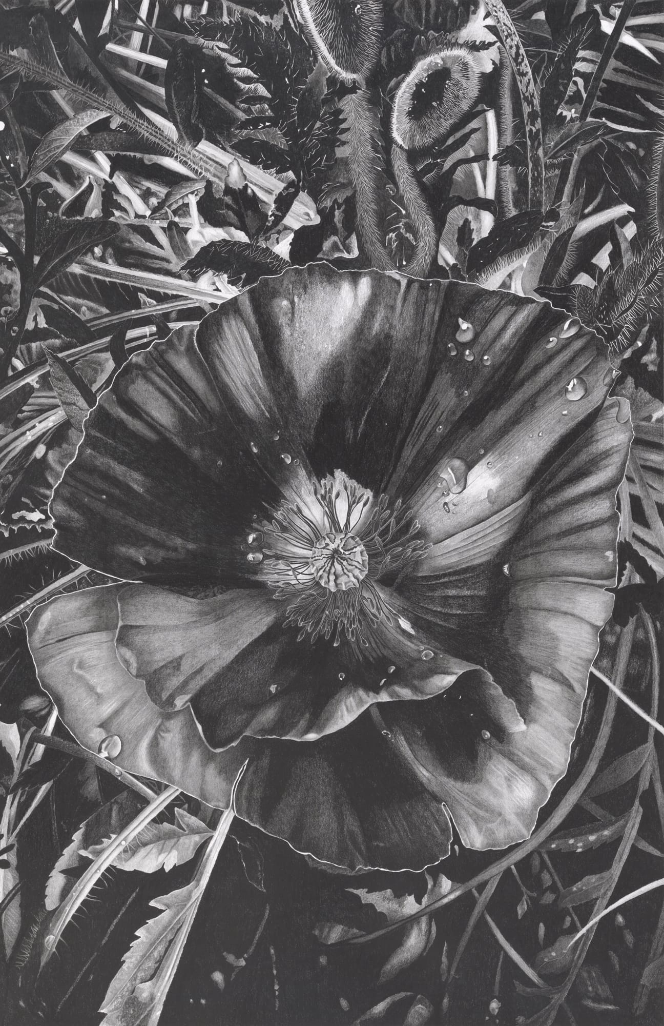 Otherworldly Flowers Emerge from Darkness in Clara Lacy’s Meticulous Graphite Drawings