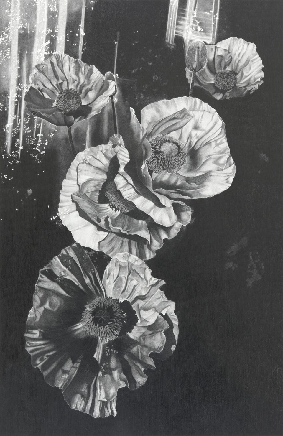a vertical, detailed, realistic depiction of peonies in graphite