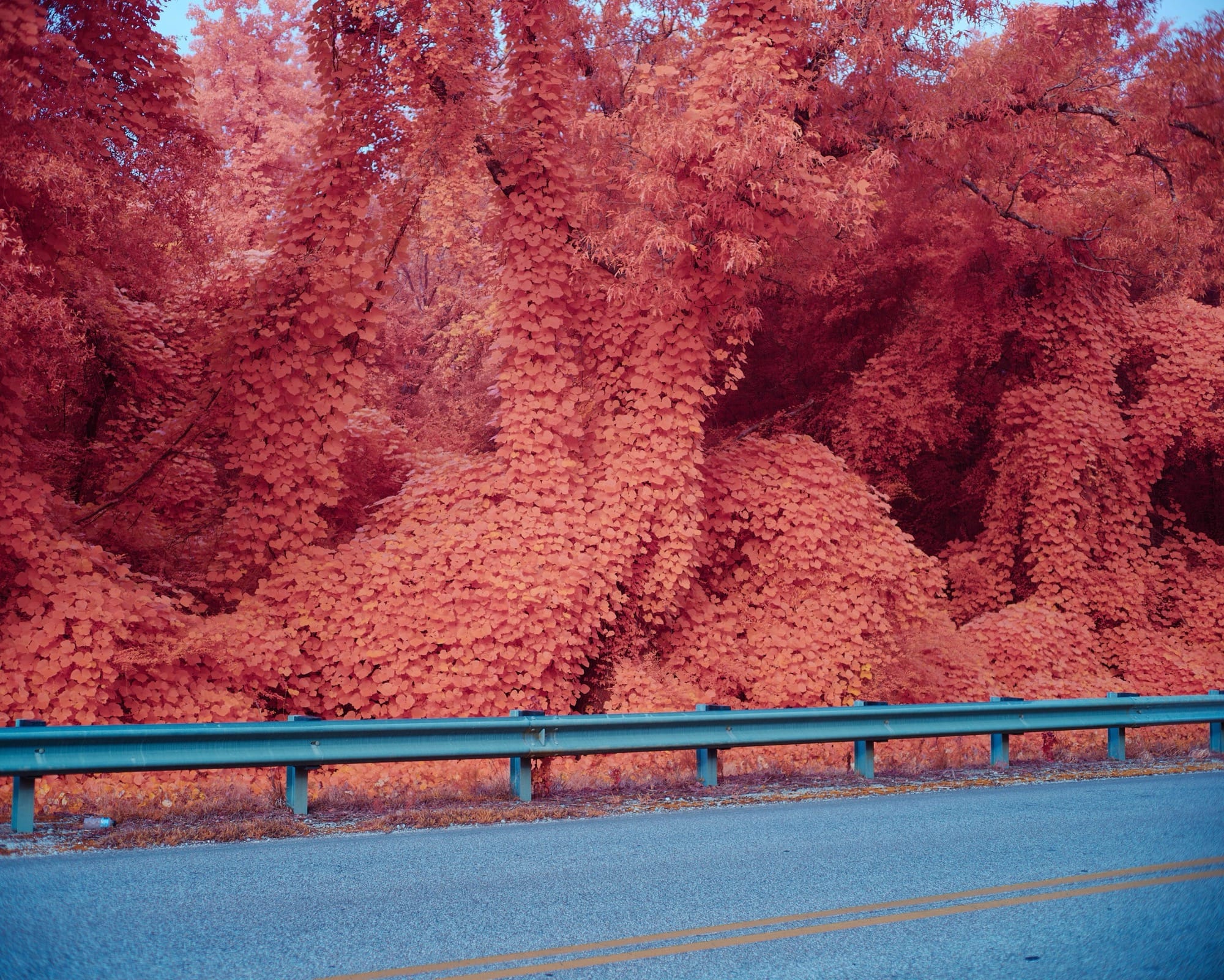 a surreal photograph of kudzu vines and a guardrail rendered in a pinkish-orange hue