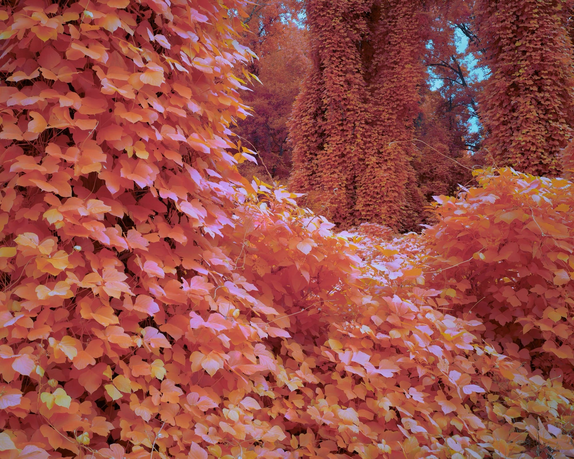 a surreal photograph of kudzu vines rendered in a pinkish-orange hue