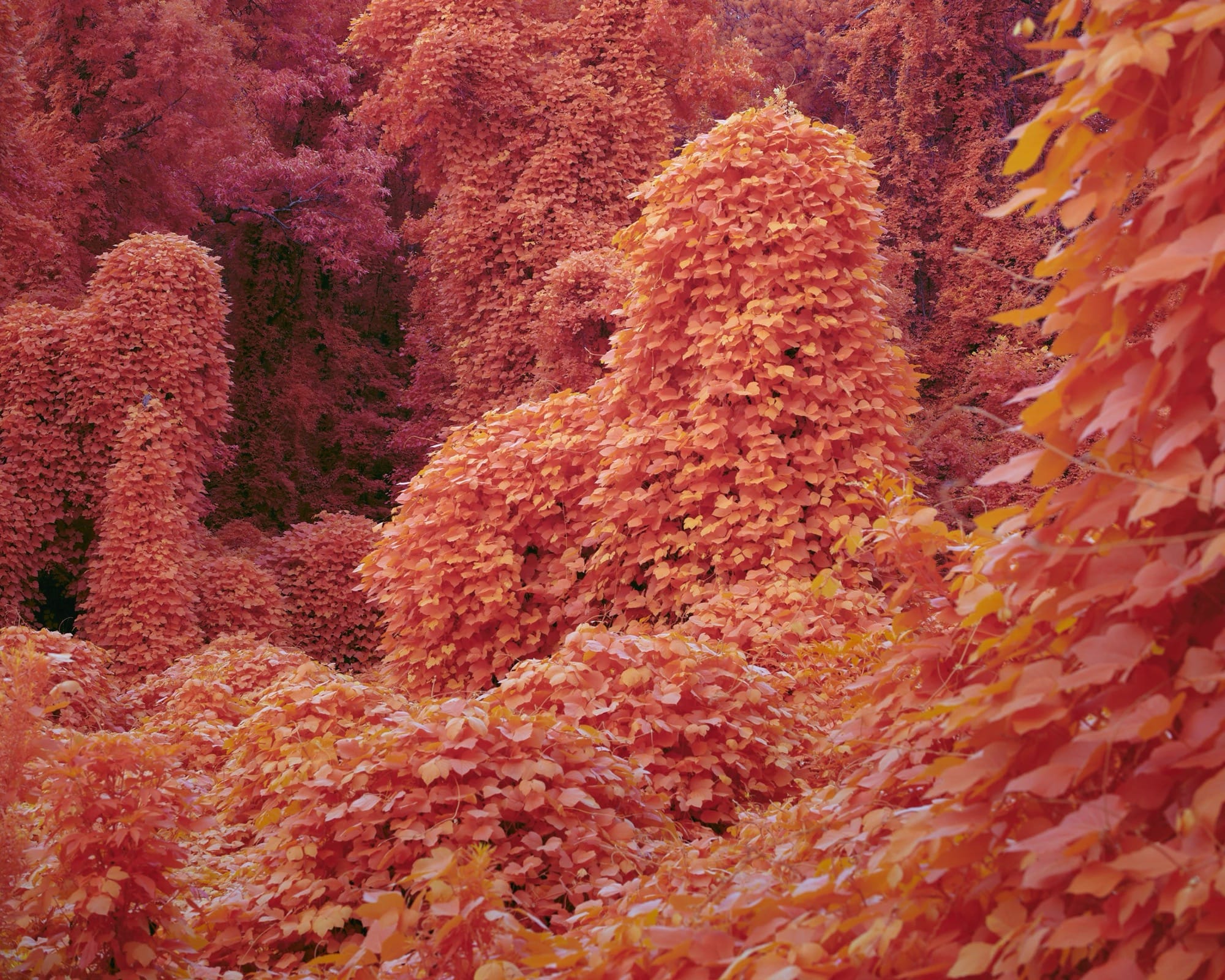 Kudzu Engulfs Everything in Its Path in Zac Henderson’s ‘Palimpsest’