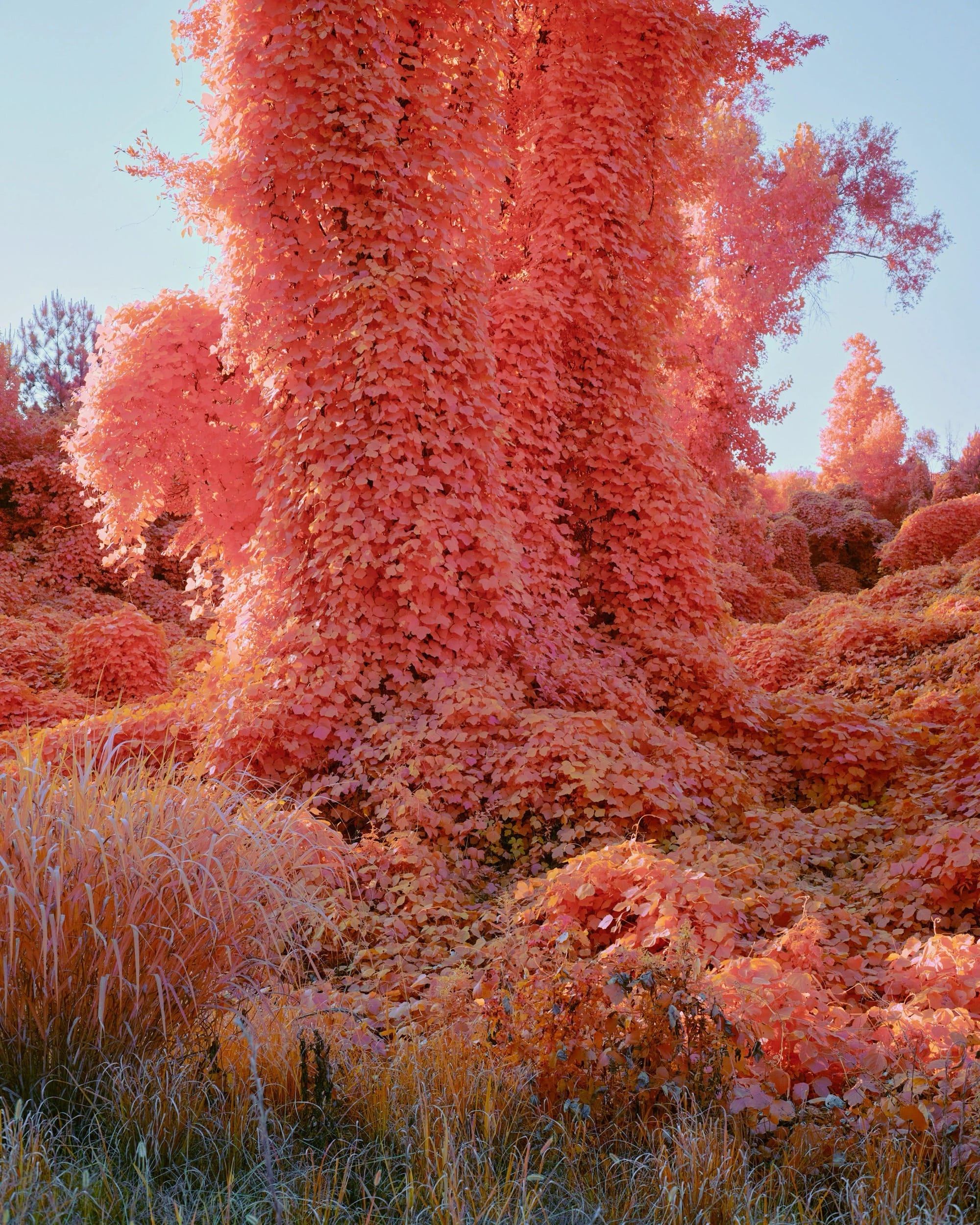 a surreal photograph of kudzu vines rendered in a pinkish-orange hue