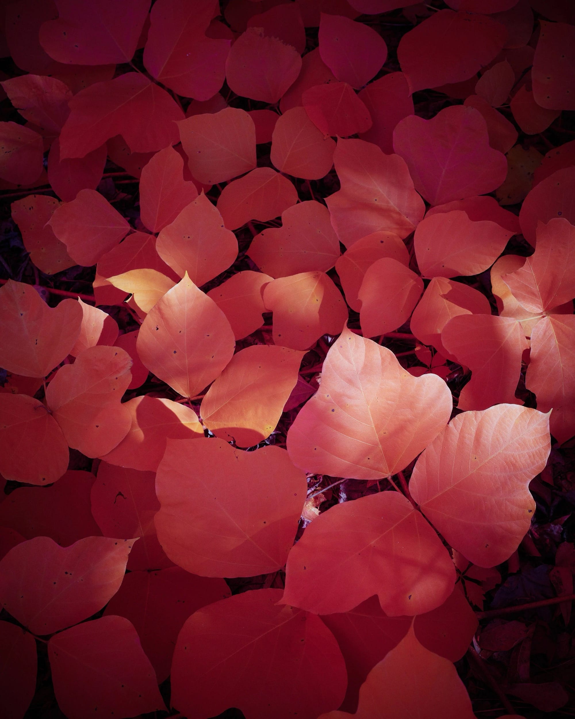 a photograph of kudzu leaves rendered in a pinkish-orange hue