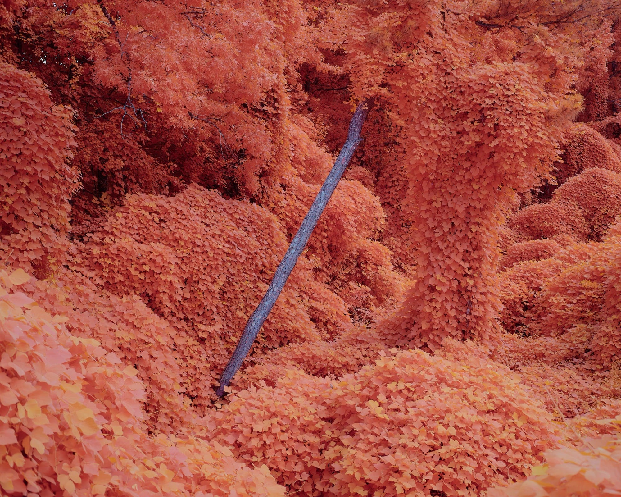 a surreal photograph of kudzu vines surrounding a tree trunk, rendered in a pinkish-orange hue