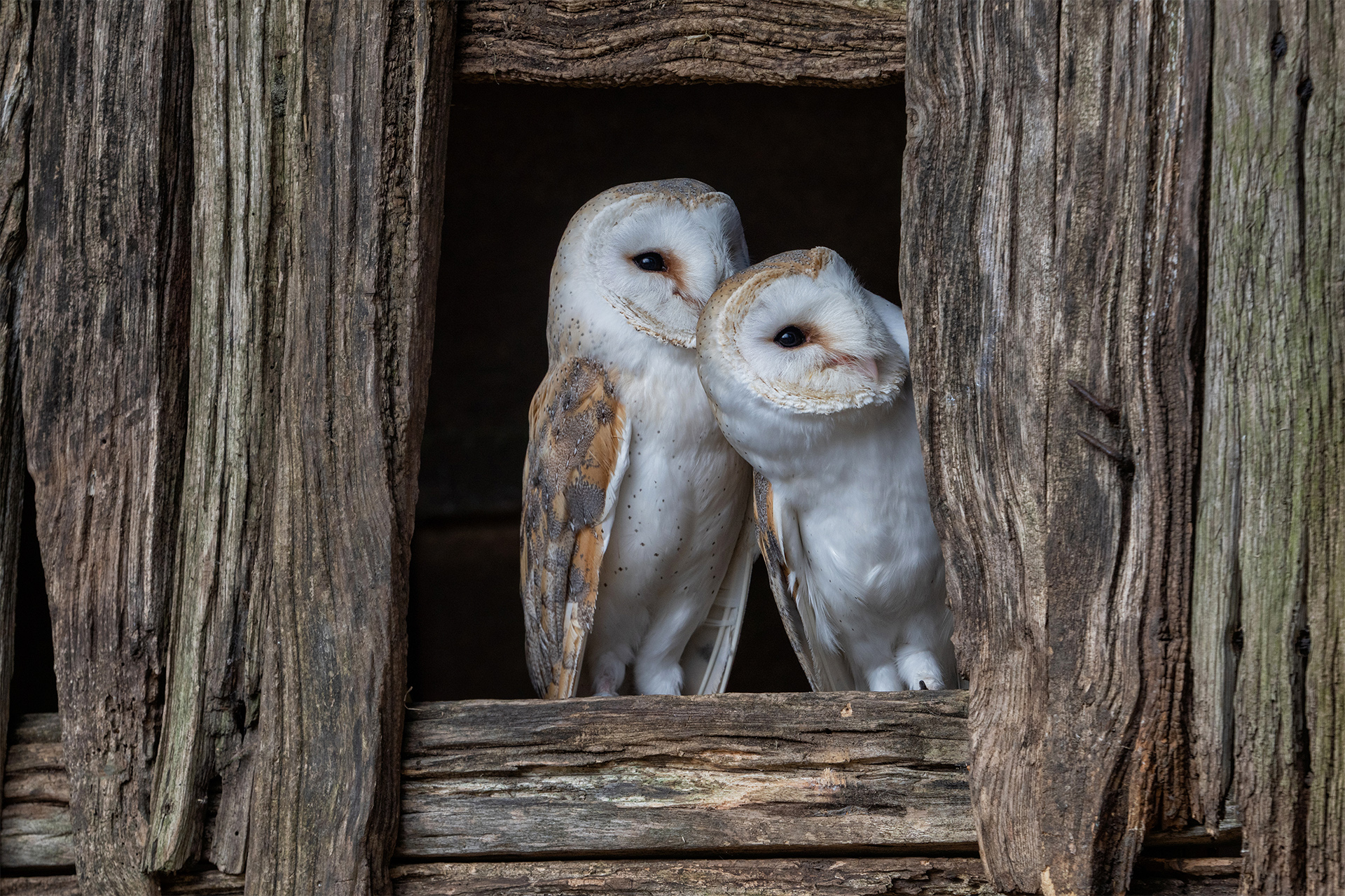 Barn Owls, adult male and female European Barn owls (tyto alba)